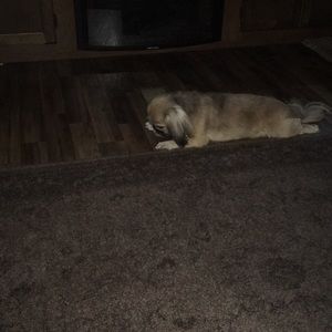 Meet your Posher, Victoria